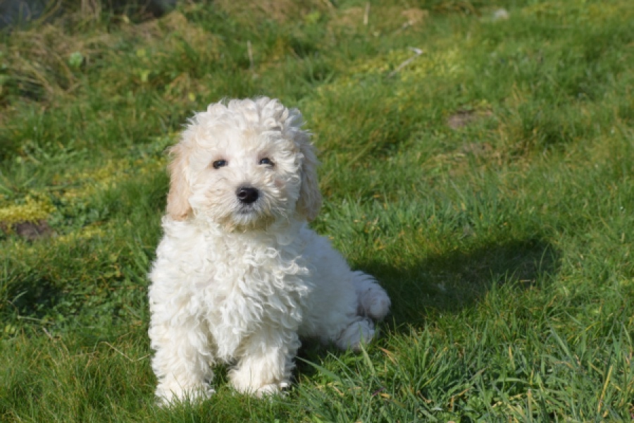 Maltipoo (reu) 30793