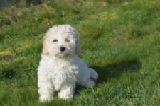 Maltipoo (reu) 30793