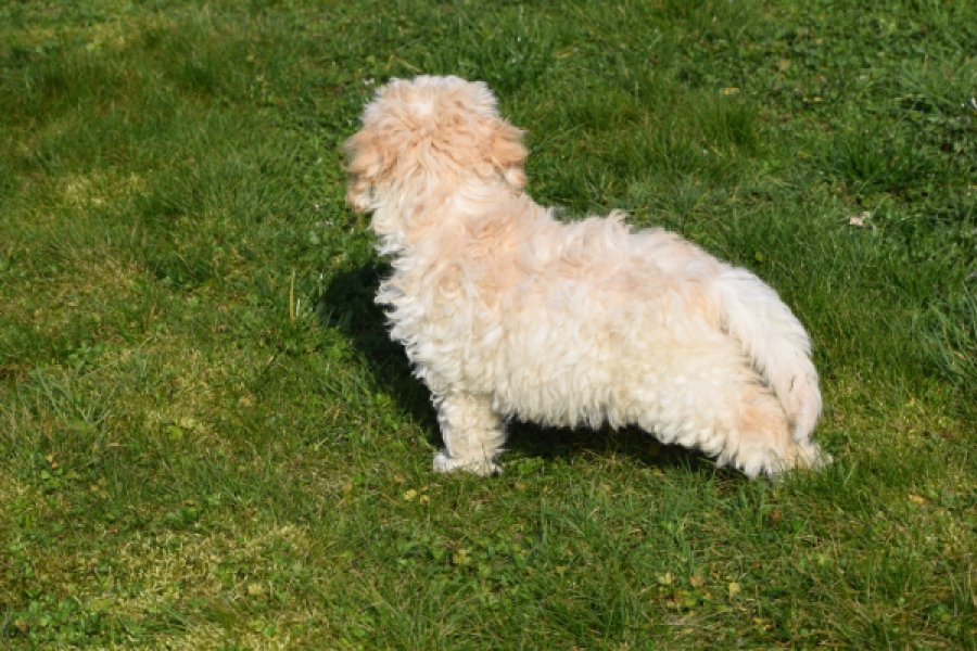 Maltipoo (reu) 30793