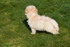 Maltipoo (reu) 30793