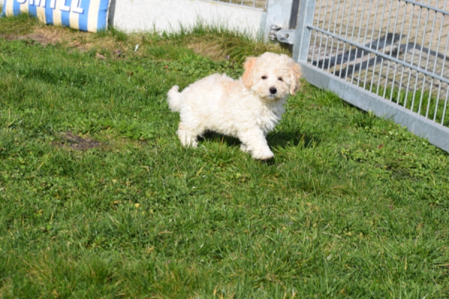 Maltipoo (reu) 30793