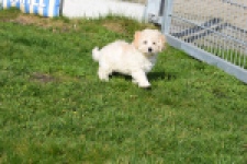 Maltipoo (reu) 30793