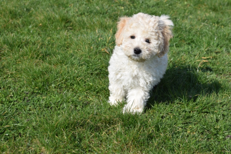 Maltipoo (reu) 30793