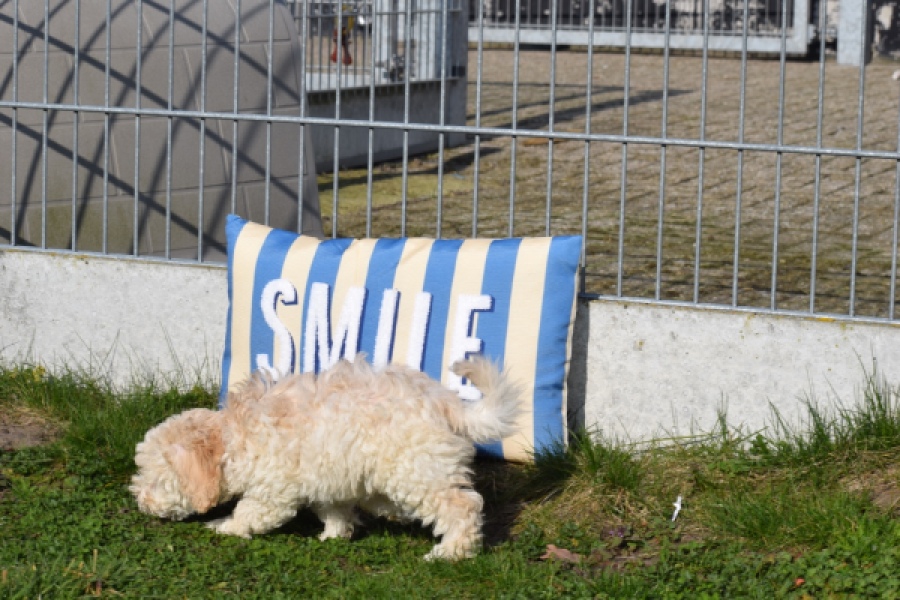 Maltipoo (reu) 30793