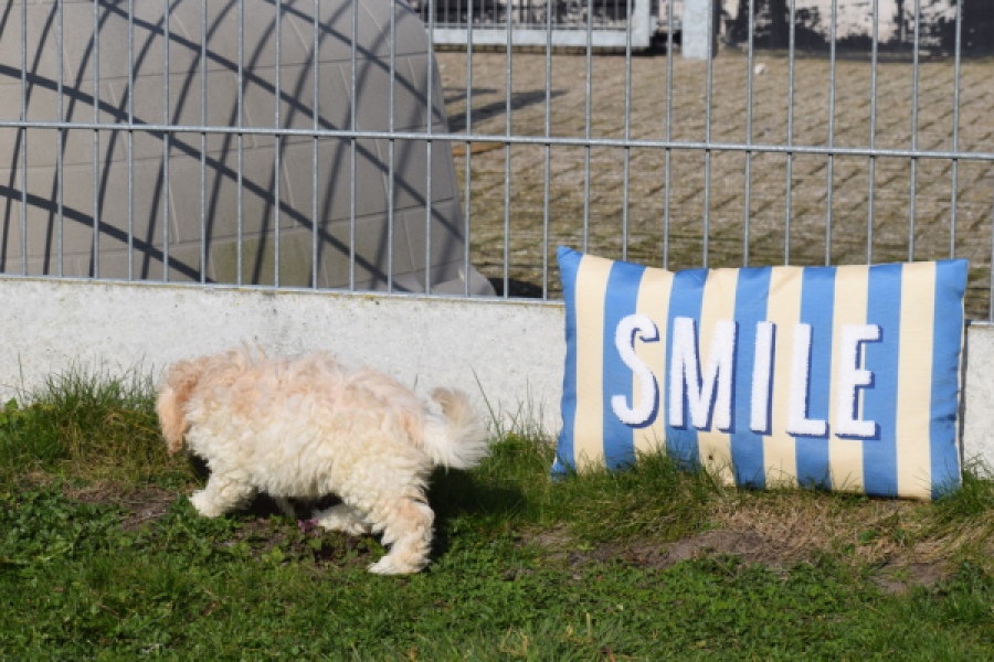 Maltipoo (reu) 30793