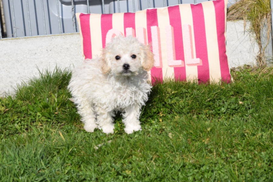 Maltipoo (teef) 30791