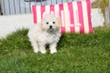 Maltipoo (teef) 30791