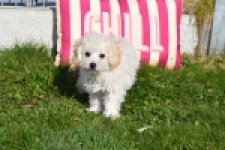 Maltipoo (teef) 30791