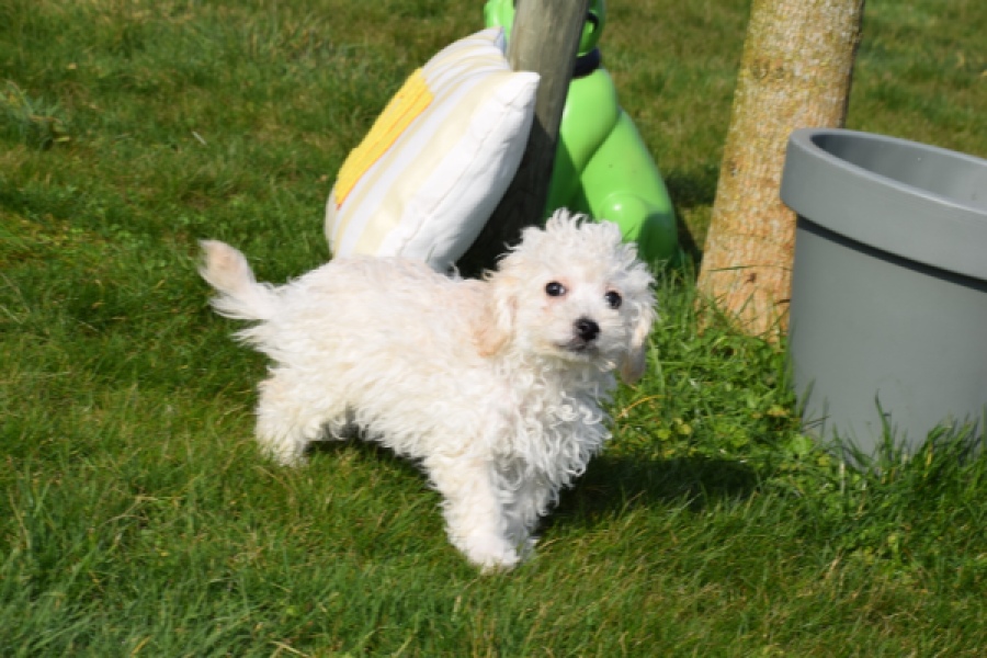 Maltipoo (teef) 30791