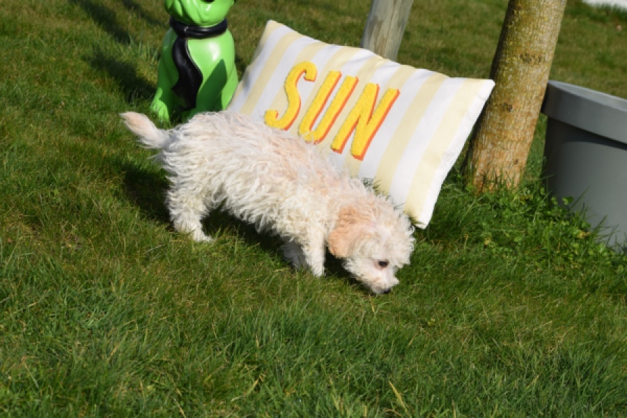 Maltipoo (teef) 30791