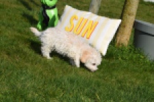 Maltipoo (teef) 30791