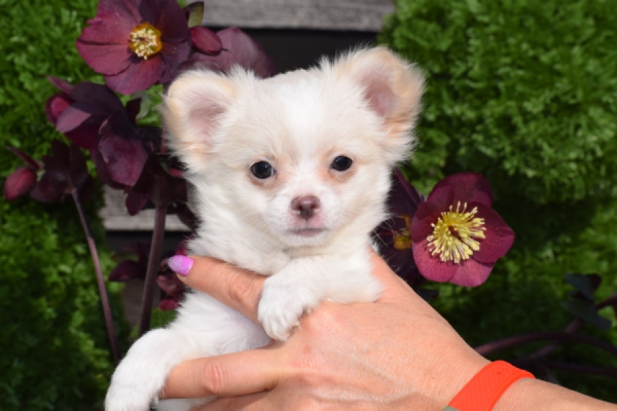 Chihuahua (reu) 24459