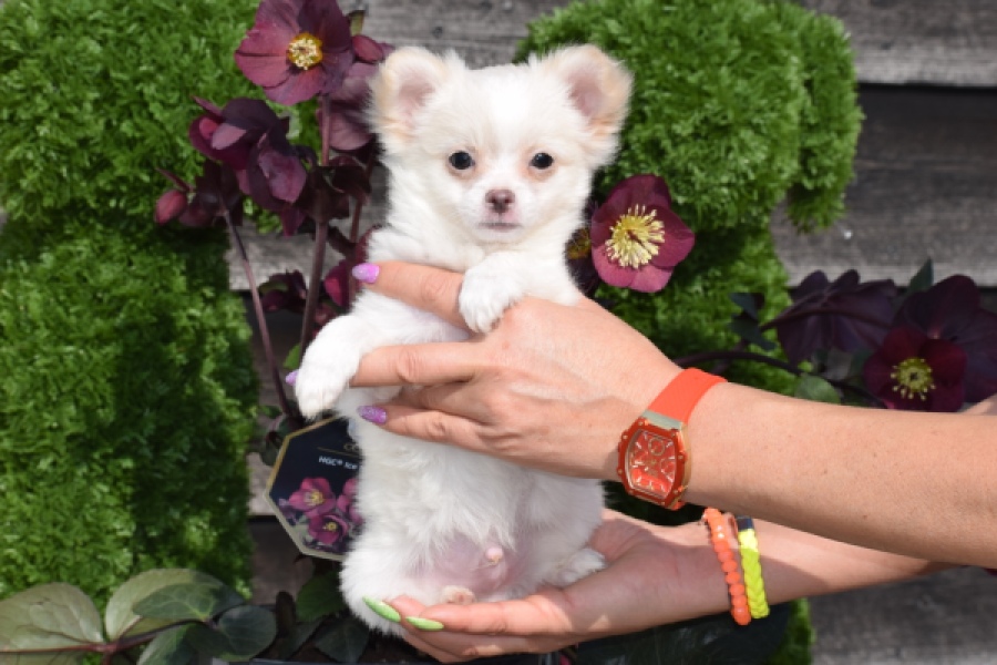 Chihuahua (reu) 24459