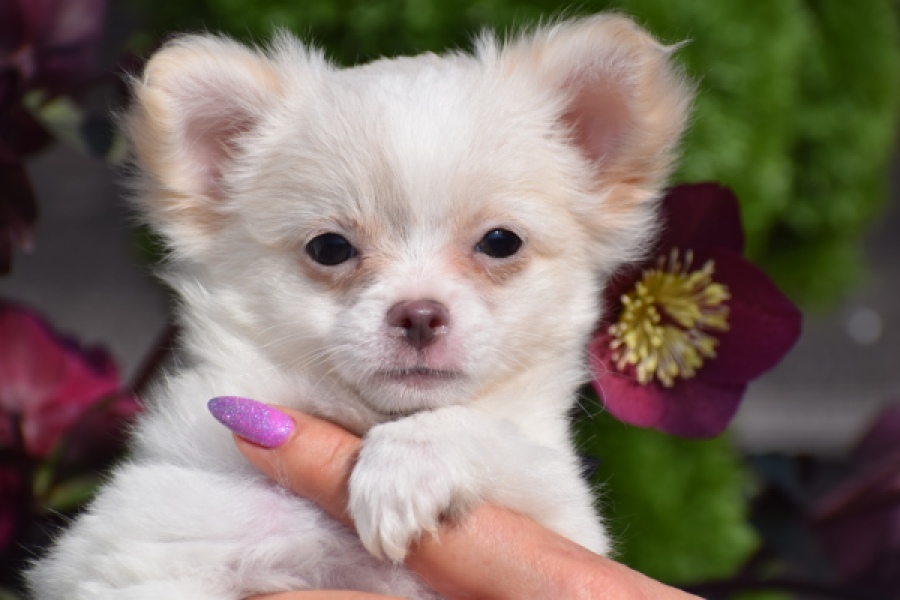 Chihuahua (reu) 24459