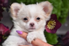 Chihuahua (reu) 24459