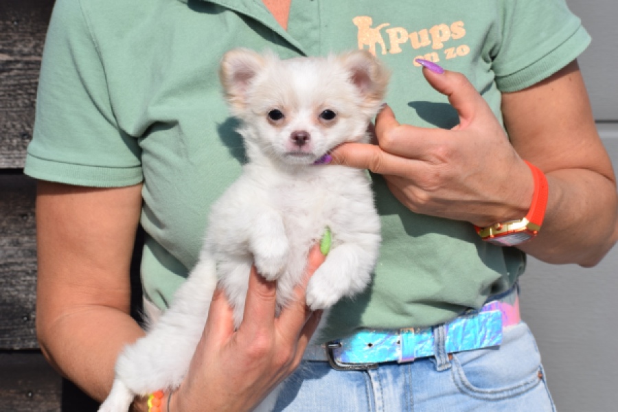 Chihuahua (reu) 24459