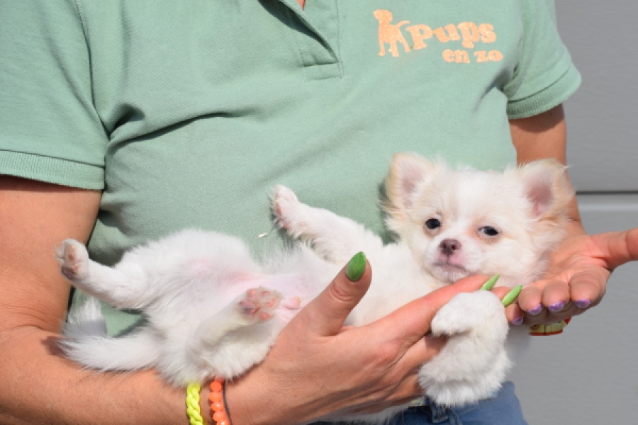 Chihuahua (reu) 24459