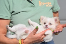 Chihuahua (reu) 24459