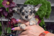 Chihuahua (teef) 41052