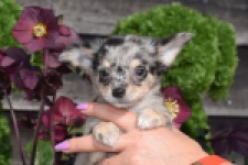 Chihuahua (teef) 41052