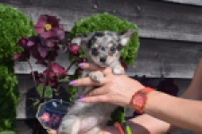 Chihuahua (teef) 41052