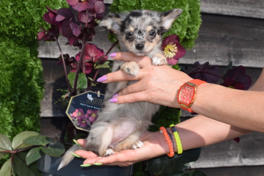 Chihuahua (teef) 41052