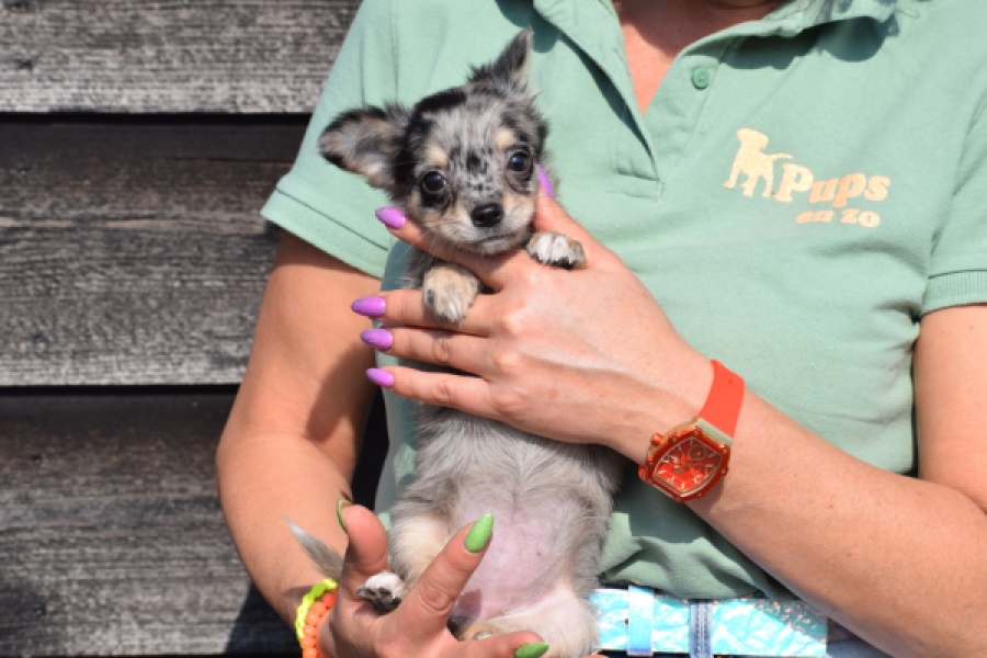 Chihuahua (teef) 41052