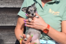 Chihuahua (teef) 41052