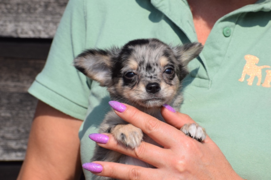 Chihuahua (teef) 41052