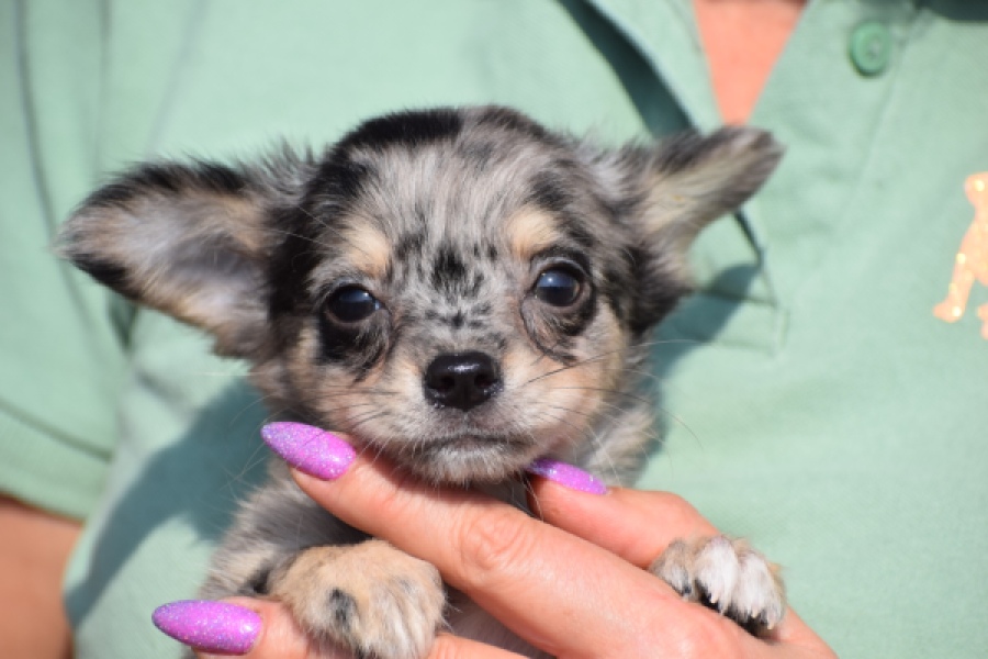 Chihuahua (teef) 41052