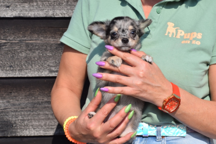 Chihuahua (teef) 41052