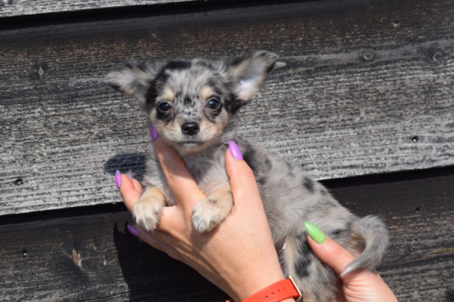 Chihuahua (teef) 41052