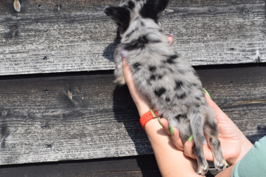 Chihuahua (teef) 41052