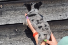 Chihuahua (teef) 41052