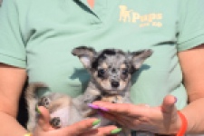 Chihuahua (teef) 41052