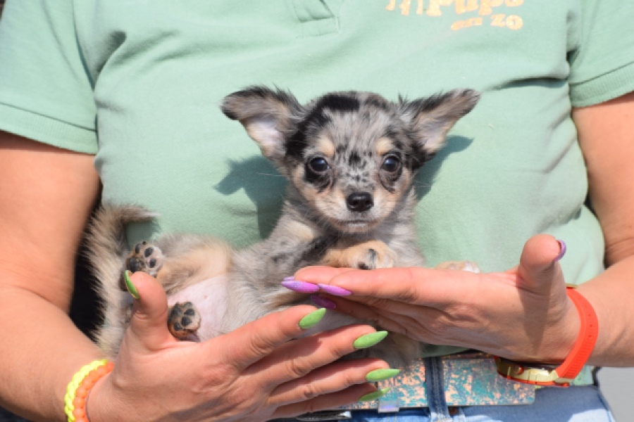 Chihuahua (teef) 41052