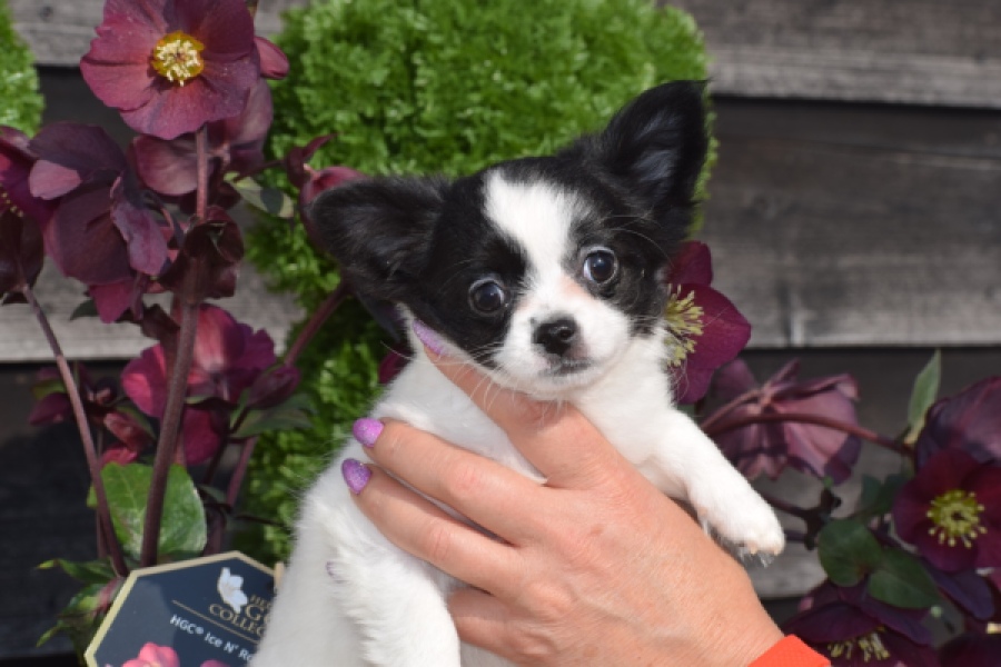 Chihuahua (teef) 24468