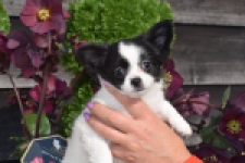 Chihuahua (teef) 24468