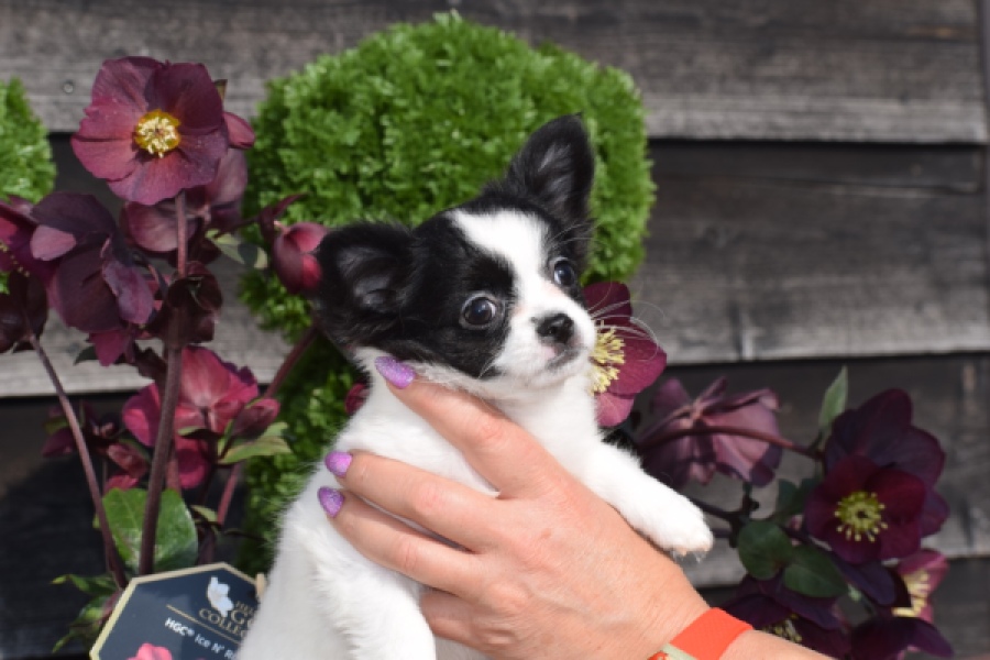 Chihuahua (teef) 24468