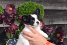 Chihuahua (teef) 24468