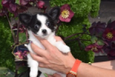 Chihuahua (teef) 24468