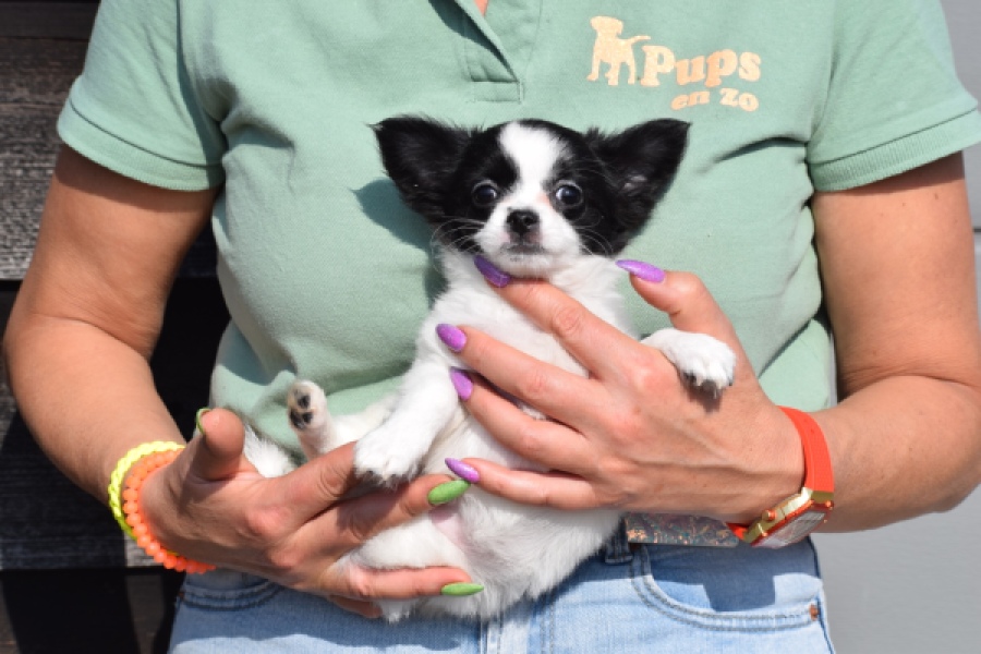 Chihuahua (teef) 24468