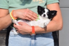 Chihuahua (teef) 24468