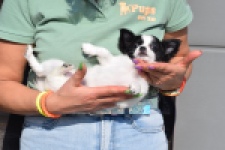 Chihuahua (teef) 24468