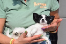 Chihuahua (teef) 24468