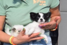 Chihuahua (teef) 24468