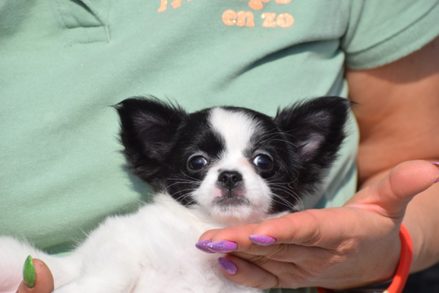 Chihuahua (teef) 24468