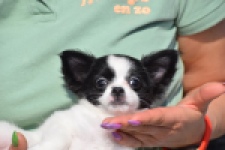 Chihuahua (teef) 24468