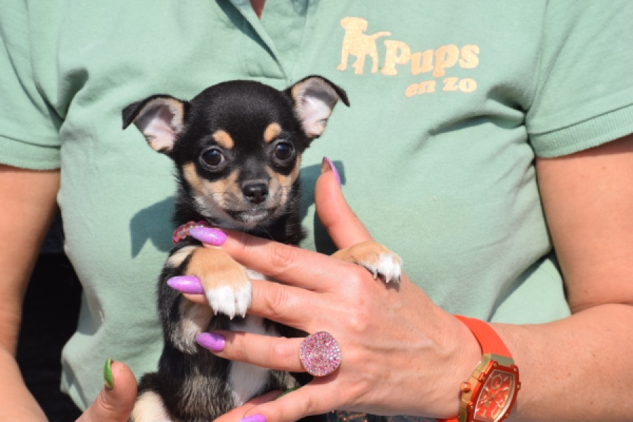 Chihuahua (teef) 39605