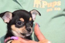 Chihuahua (teef) 39605